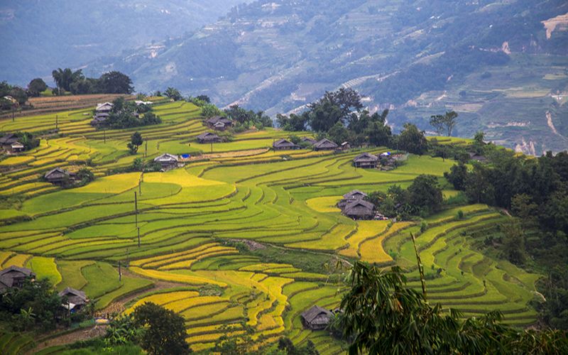 Ruộng bậc thang Hoàng Su Phì