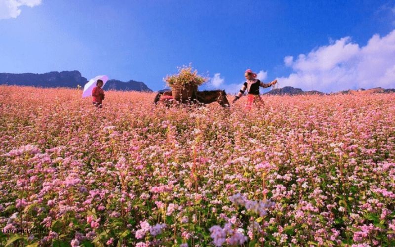 thời điểm lý tưởng để phượt Hà Giang